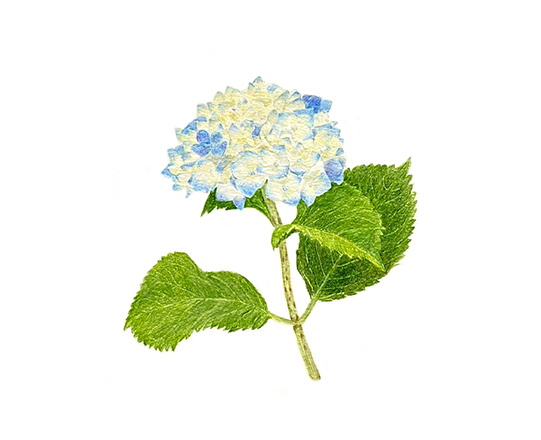 あじさい　180×170mm / 色鉛筆