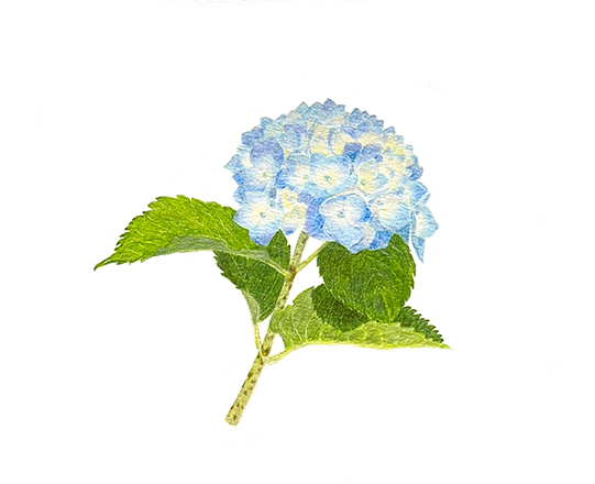 あじさい　180×170mm / 色鉛筆